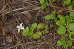 Innocence <BR>Roundleaf bluet